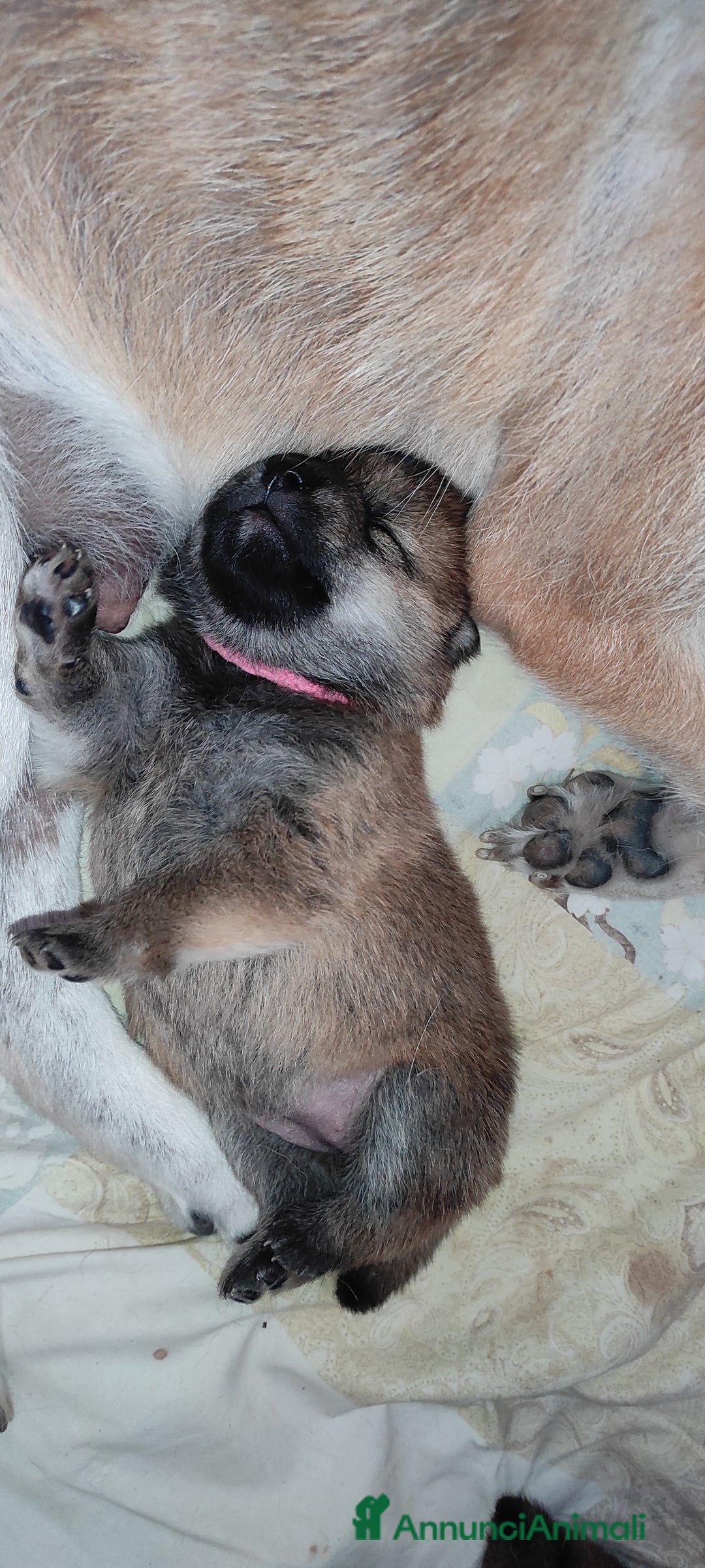 Shiba Inu cani in vendita: Cuccioli di Shiba Inu con genitori testati - Annuncio 9