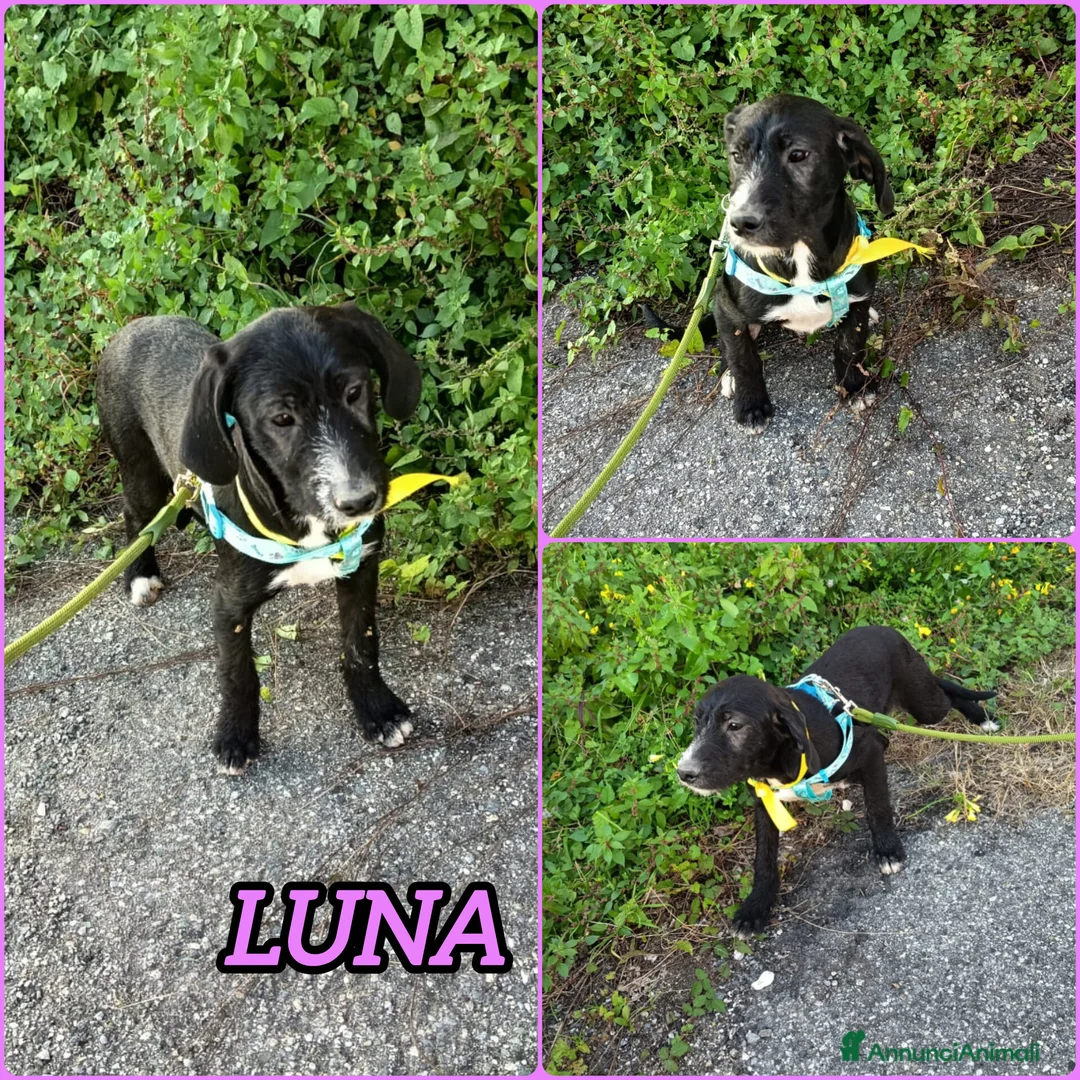 Meticcio cani in regalo: UNA MAMMA PER LUNA - Annuncio 4