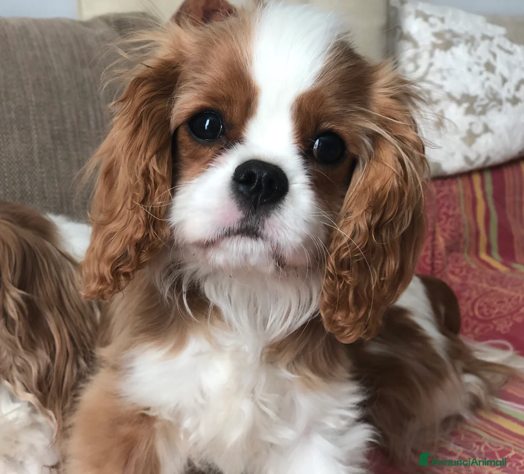 Immagine della galleria {{count}}