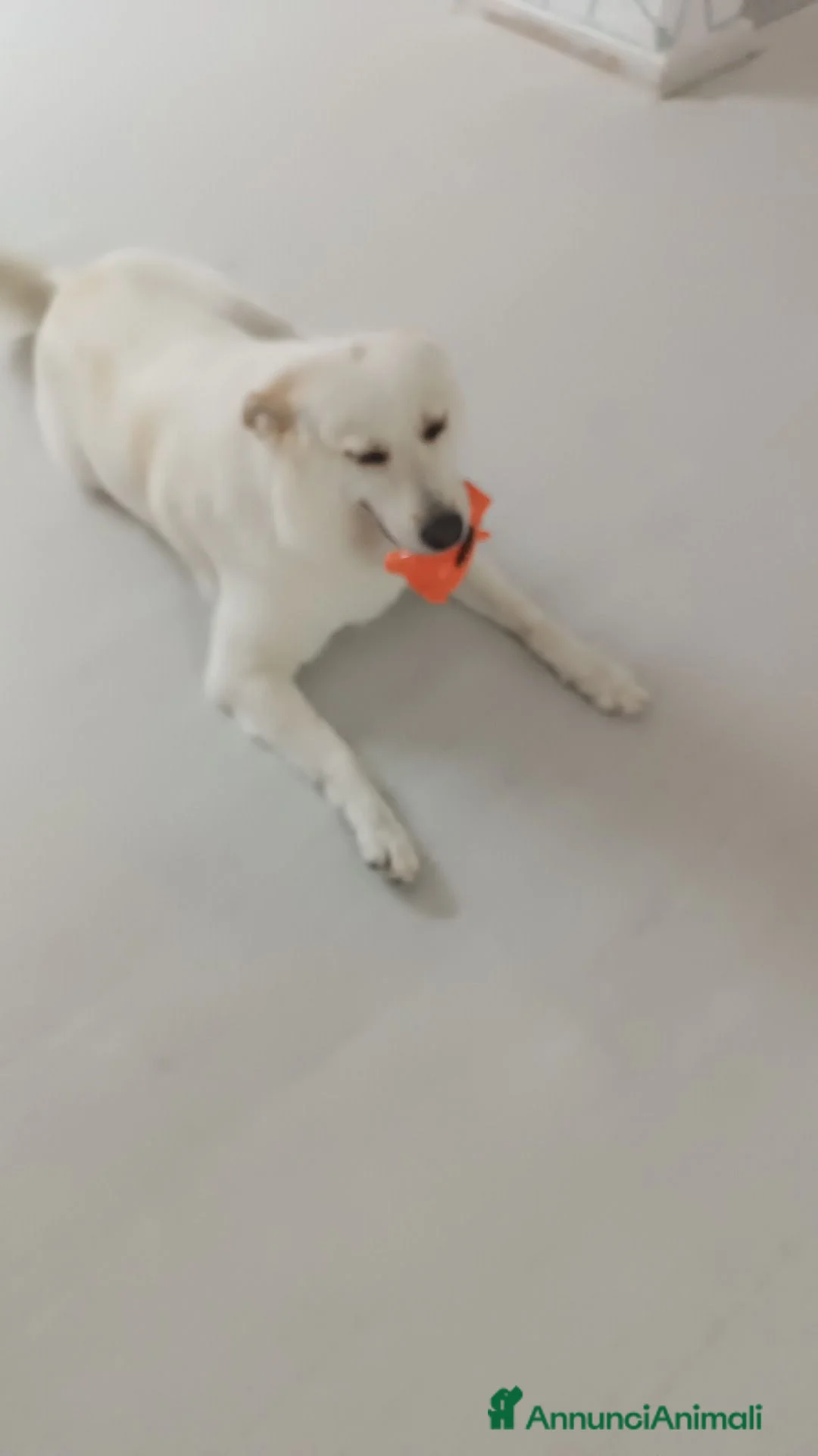 Meticcio cani in regalo: CANE METICCIO CERCA FAMIGLIA  - Annuncio 2