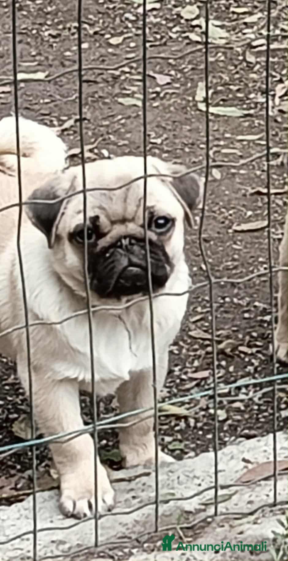 Carlino cani Cucciolo Maschio Carlino - Annuncio 2