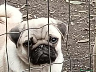 Carlino cani Cucciolo Maschio Carlino - Annuncio 3