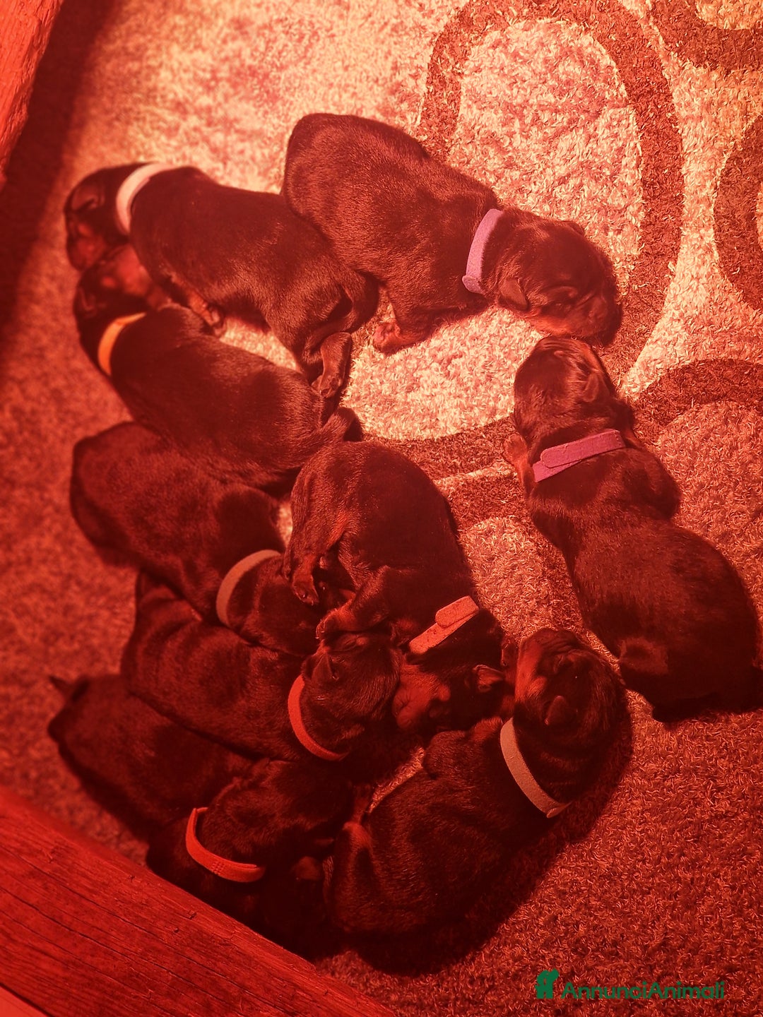 Rottweiler cani in vendita: Cuccioli Disponibili Allevamento Rottweiler  - Annuncio 5