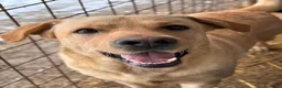 Labrador cani in regalo: RIO, stupendo mix LABRADOR dolcissimo! - Annuncio 3