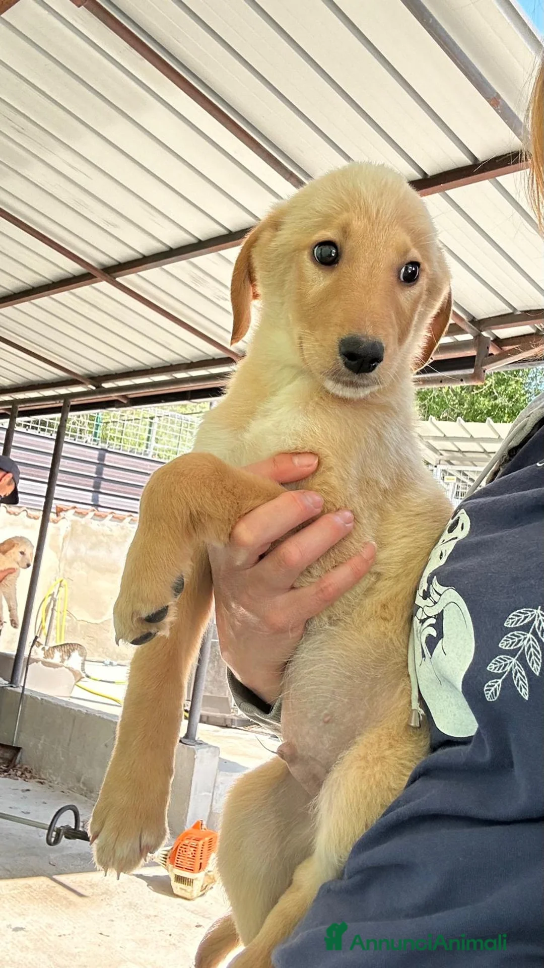 Meticcio cani in regalo: Kalyos a Provincia di Vicenza - Annuncio 3