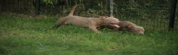 Pitbull cani in vendita: Cuccioli Pit Bull con pedigree anche a rate - Annuncio 28