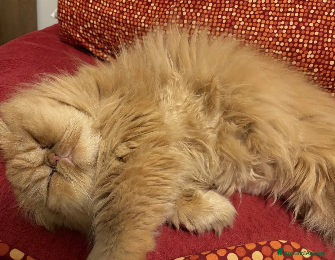 Immagine della galleria {{count}}