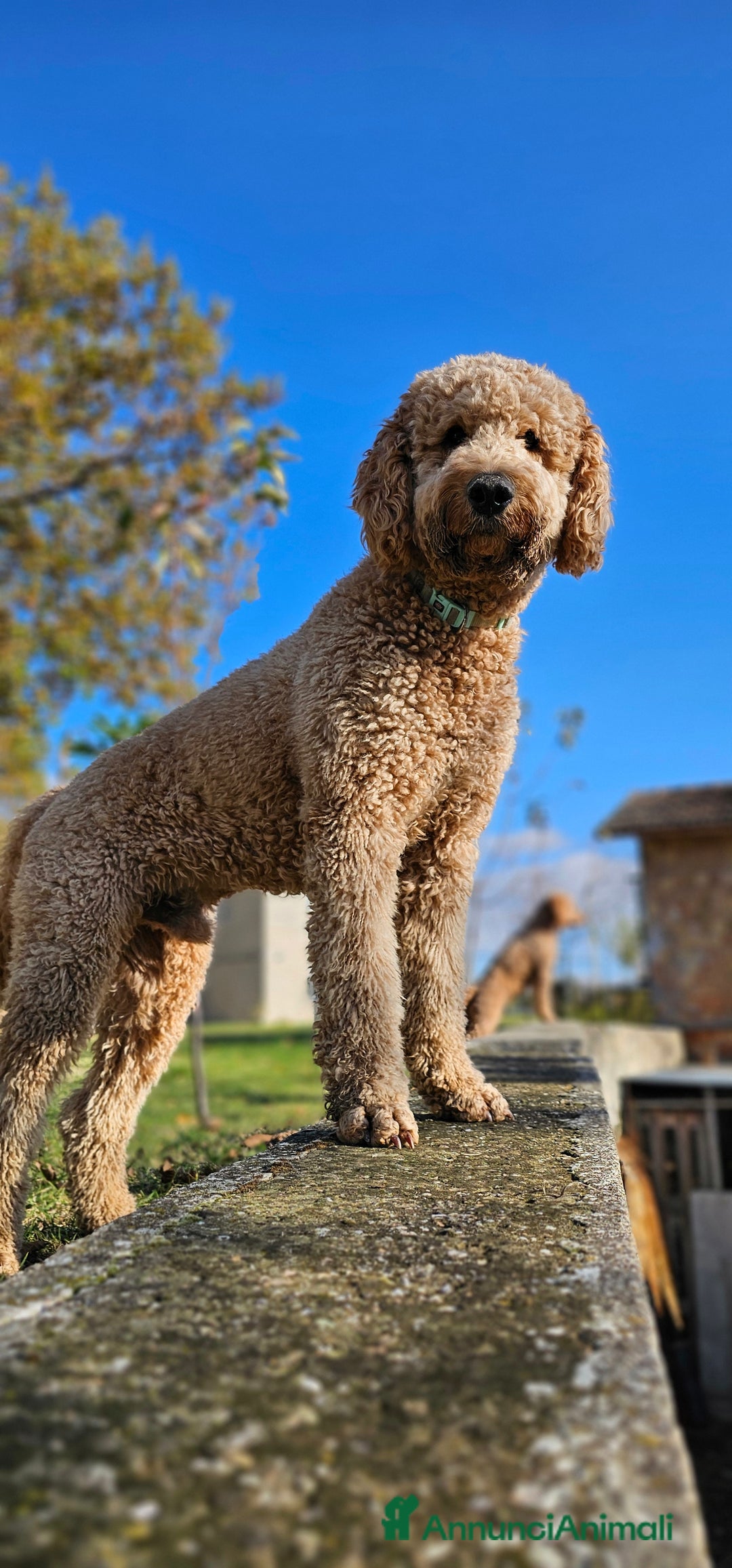 Altre razze cani per accoppiamento: Golden Doodle F1B per accoppiamento  - Annuncio 6