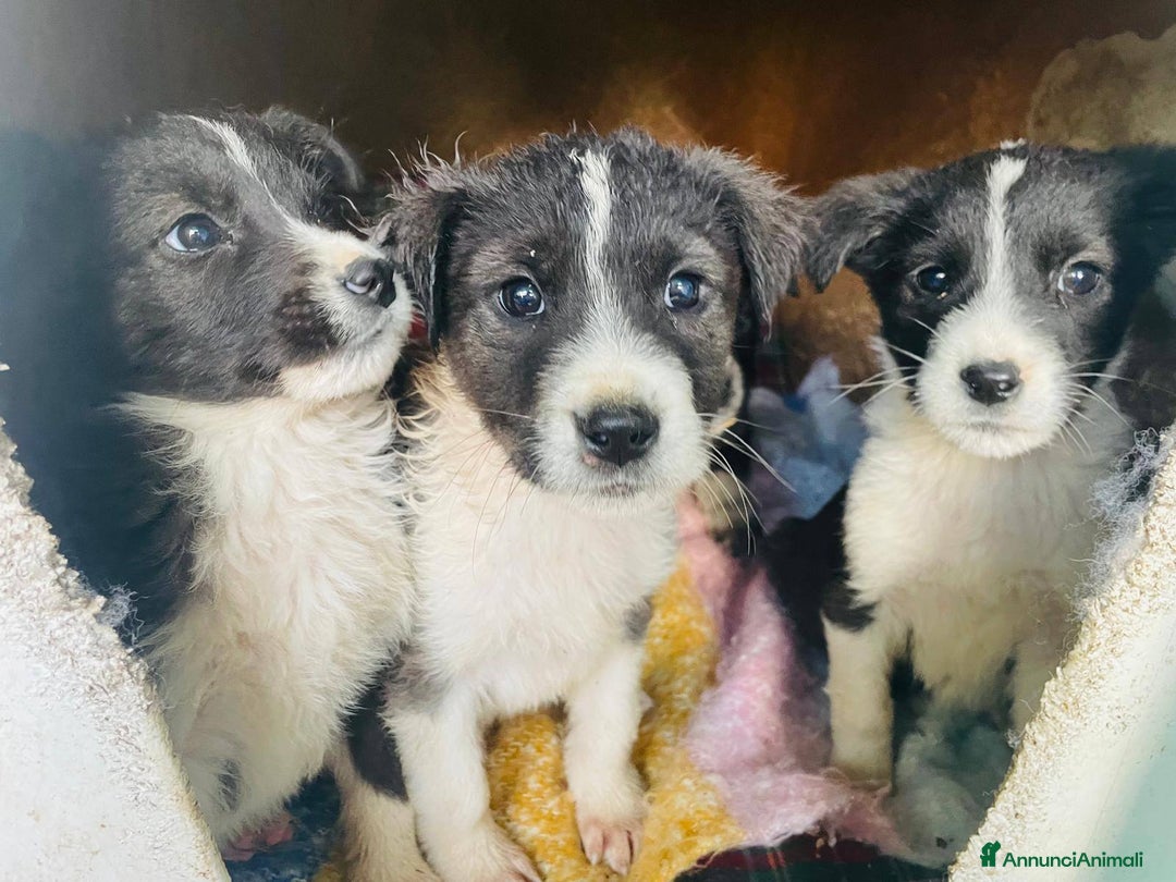 Meticcio cani in regalo: 4 cucciolotti meravigliosi cercano casa - Annuncio 23