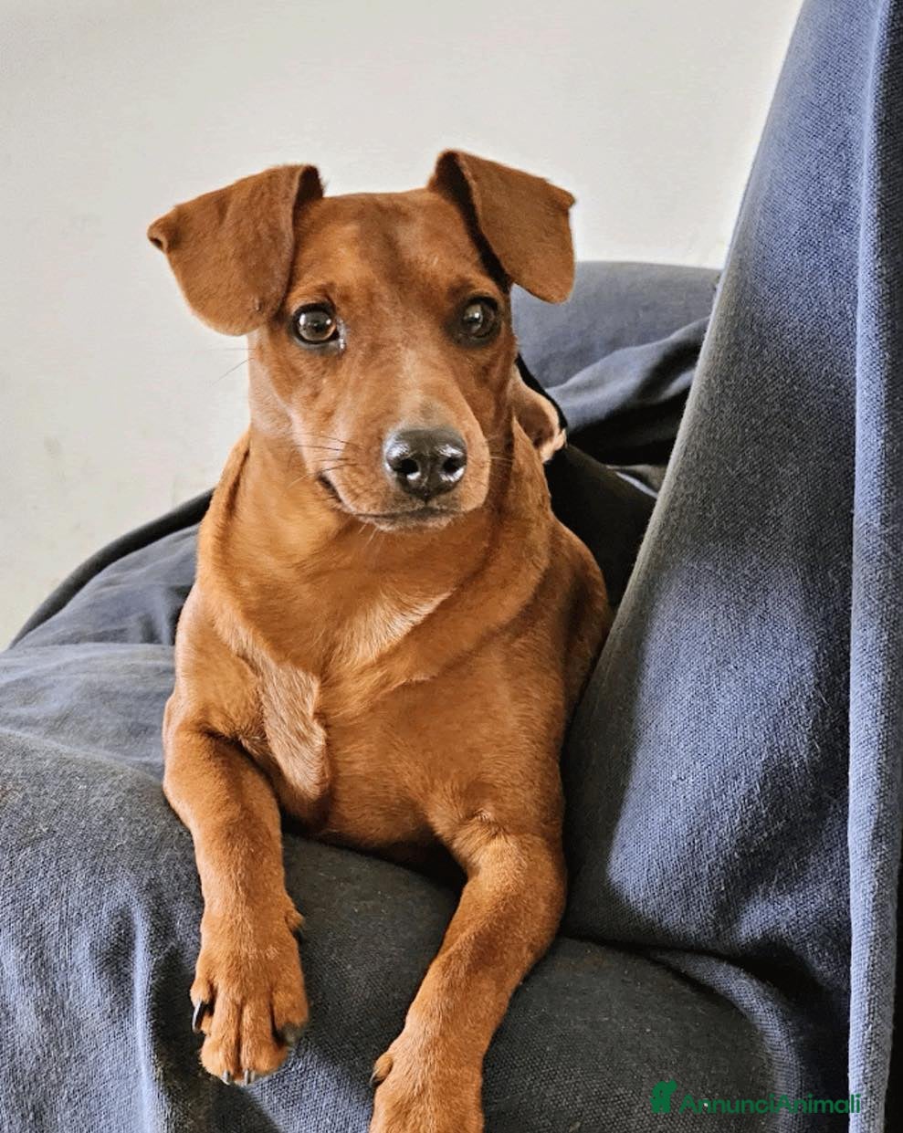 Pinscher Miniatura cani Cuccioli Zwergpinscher - Annuncio 1