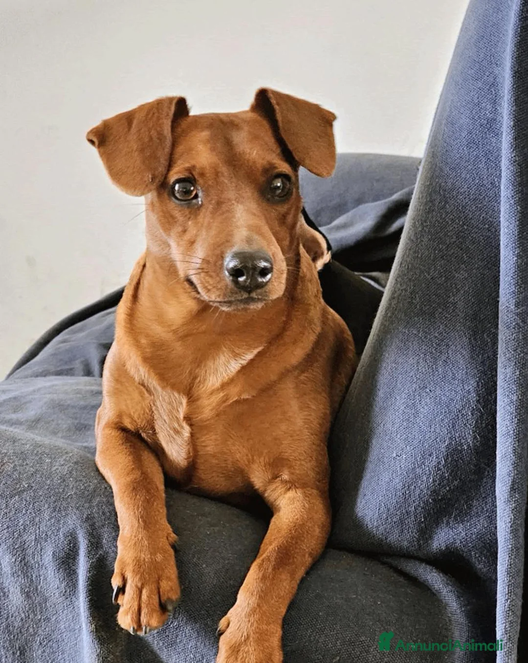 Pinscher Miniatura cani in vendita: Cuccioli Zwergpinscher - Annuncio 1