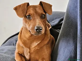 Pinscher Miniatura cani Cuccioli Zwergpinscher - Annuncio 1