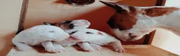 Bull Terrier Mini cani in vendita: Bull terrier miniature  a Provincia di Lucca - Annuncio 6