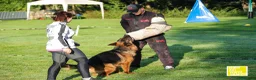 Pastore Tedesco cani in vendita: Allevamento di Terra Scura a Provincia di Salerno - Annuncio 33