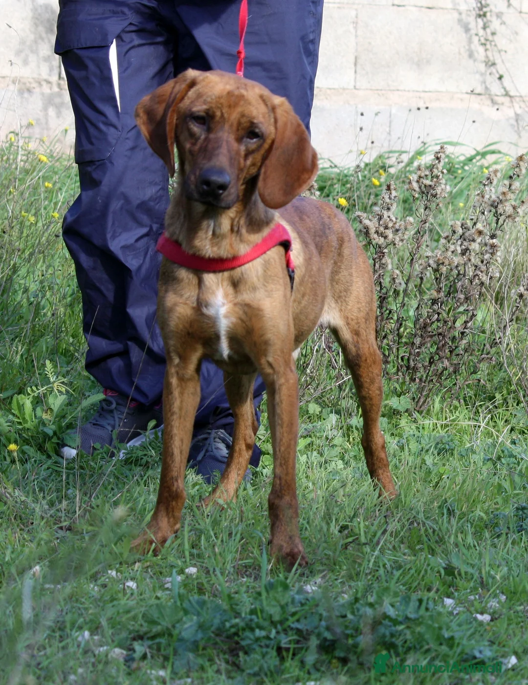 Meticcio cani in regalo: Giordan in adozione - Annuncio 2