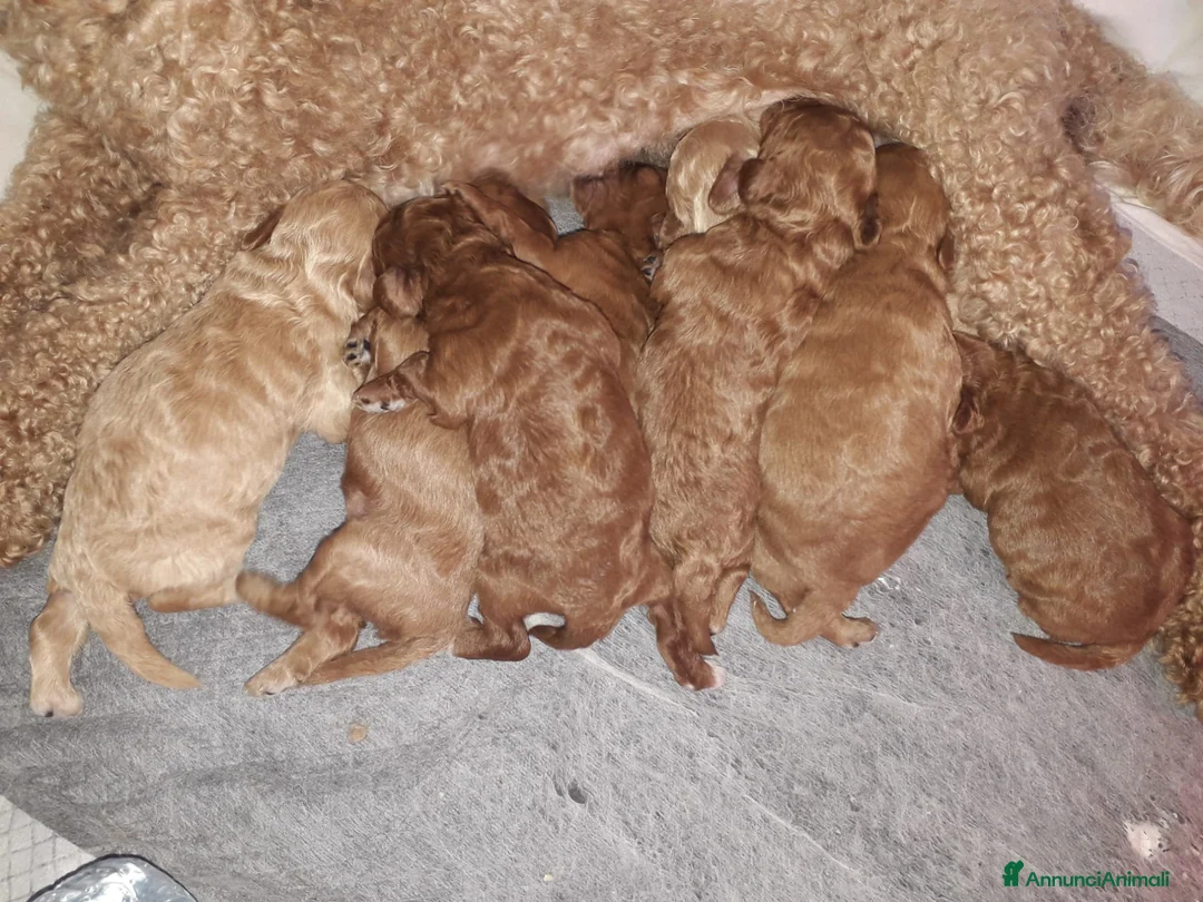 Barboncino cani in vendita: Barboncini a Città metropolitana di Palermo - Annuncio 2