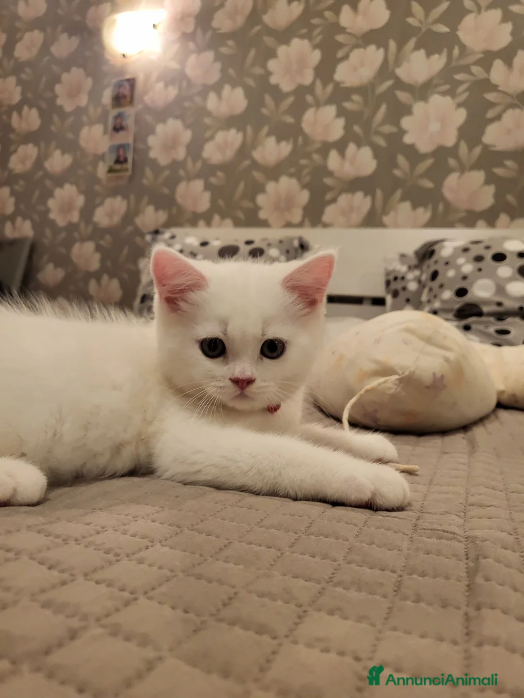 British gatti in vendita: British  - Annuncio 2
