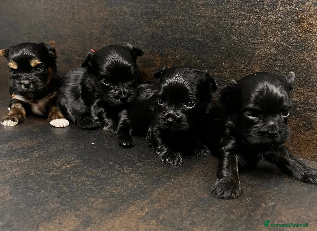 Yorkshire cani in vendita: Quattro minuscole Yorkie femmine, Ognuna unica - Annuncio 6