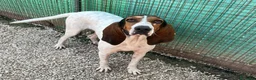 Segugio cani in regalo: MAMMA E FIGLIA - Annuncio 6