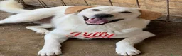 Meticcio cani in regalo: Billy e Kevin a Provincia di Isernia - Annuncio 2
