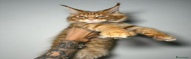 Maine Coon Gattino 1