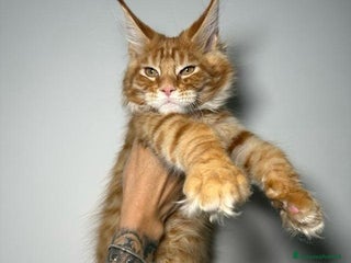 Maine Coon gatti Dolcissimi e sani gattini pronti per una nuovacasa - Annuncio 1