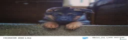 Pastore Tedesco cani in vendita: Cuccioli di pastore tedesco  - Annuncio 6