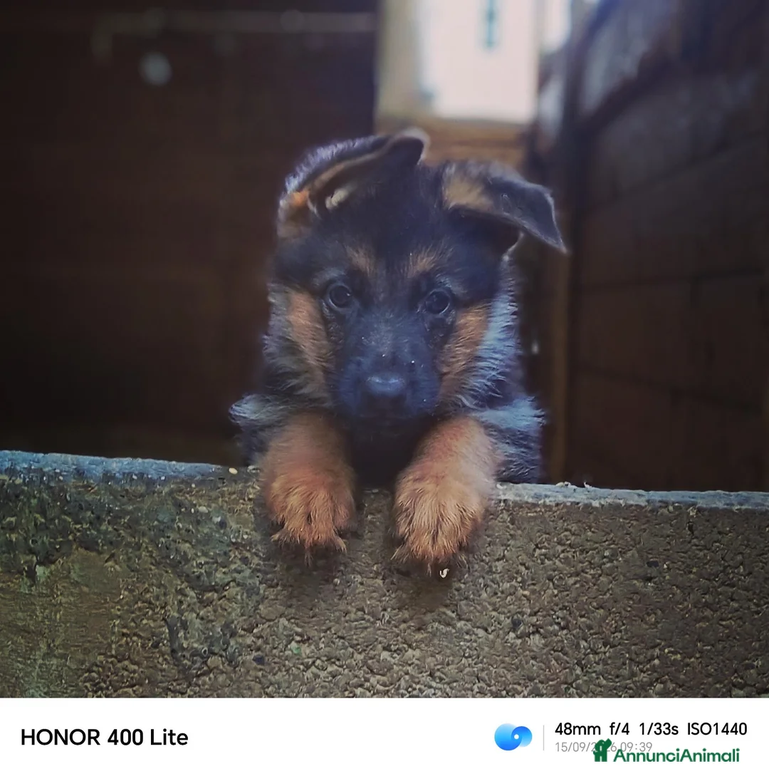 Pastore Tedesco cani in vendita: Cuccioli di pastore tedesco  - Annuncio 6