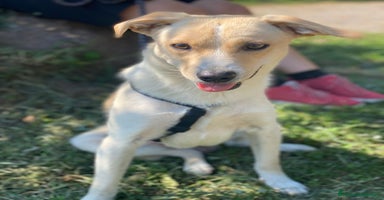Meticcio cani a Provincia di Como - Annuncio 10