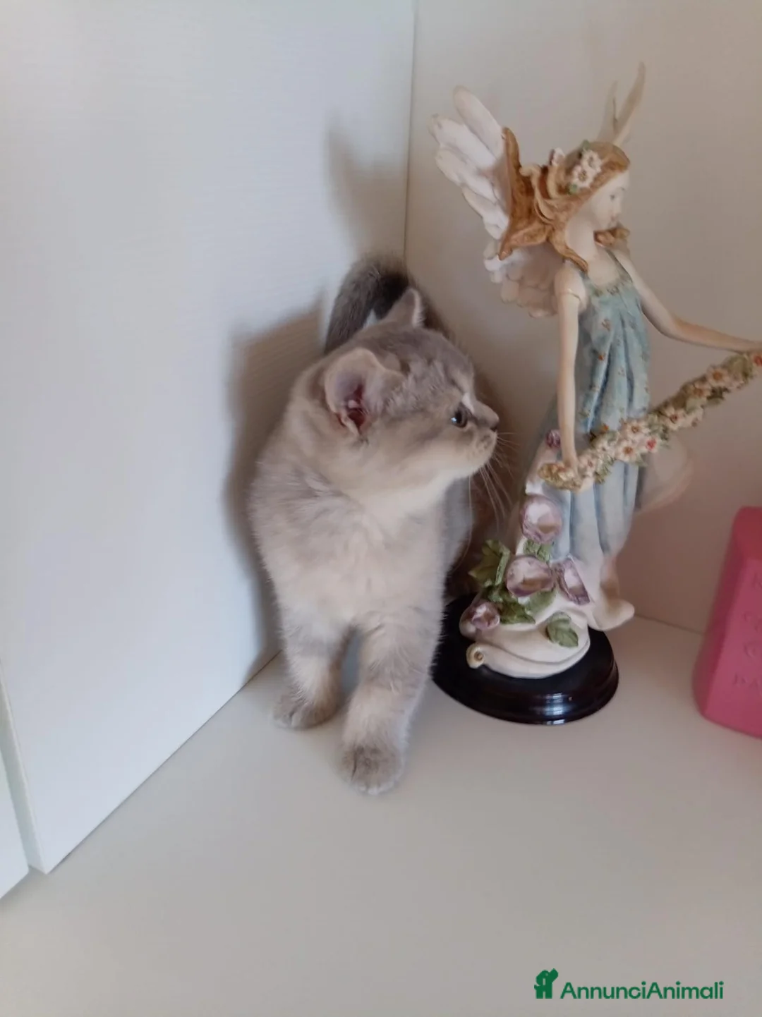 Scottish gatti in vendita: Cuccioli Scottish  - Annuncio 26