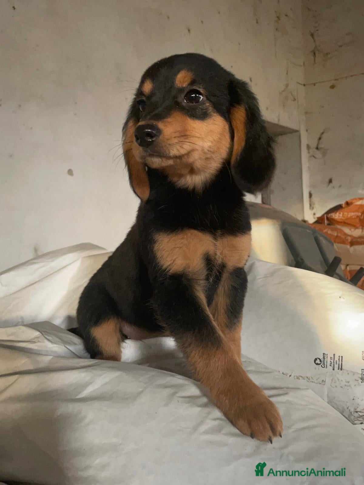 Meticcio cani CUCCIOLE  TG medio piccola - Annuncio 2