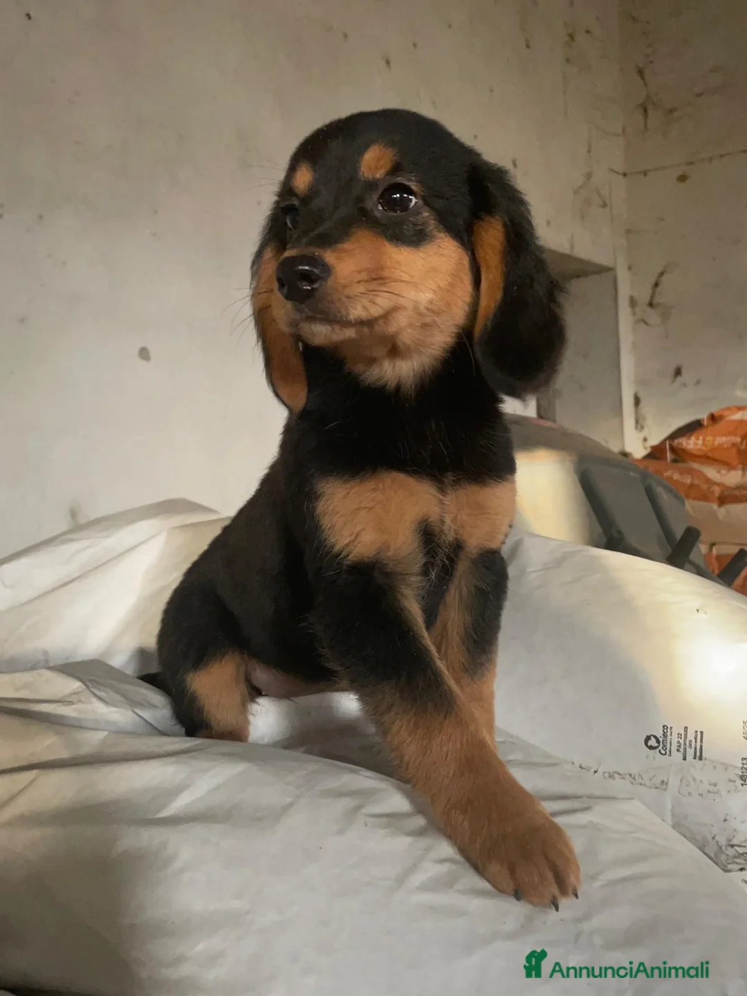 Meticcio cani in regalo: CUCCIOLE  TG medio piccola - Annuncio 2