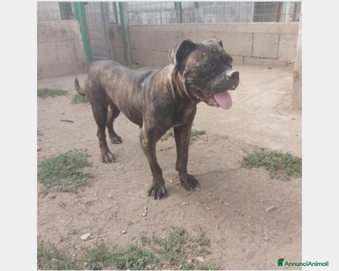 Meticcio cani in regalo: Mix Pit/Corso 2anni dolcissima finita in canile SA a Milano - Annuncio 1