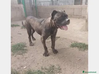 Meticcio cani Mix Pit/Corso 2anni dolcissima finita in canile SA - Annuncio 31