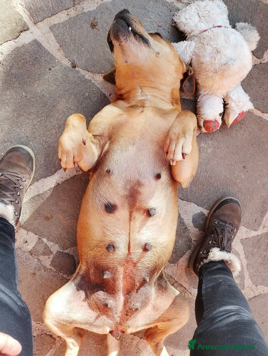 Pitbull cani in regalo: Kira pitbull 10 anni - Annuncio 4