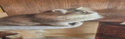 Siberiano gatti in vendita: Siberiana femmina - Annuncio 4