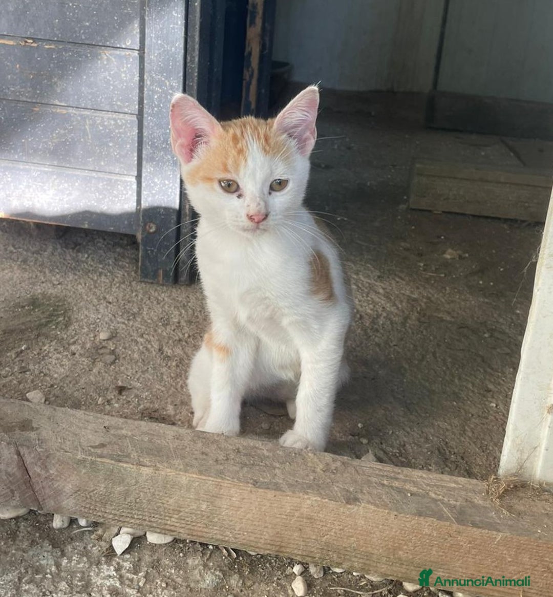 Meticcio gatti in regalo: DOLCISSIMI GATTINI - Annuncio 3