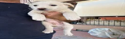 Meticcio cani in regalo: Cuccioli Simil Labrador in regalo a Città metropolitana di Roma Capitale - Annuncio 3