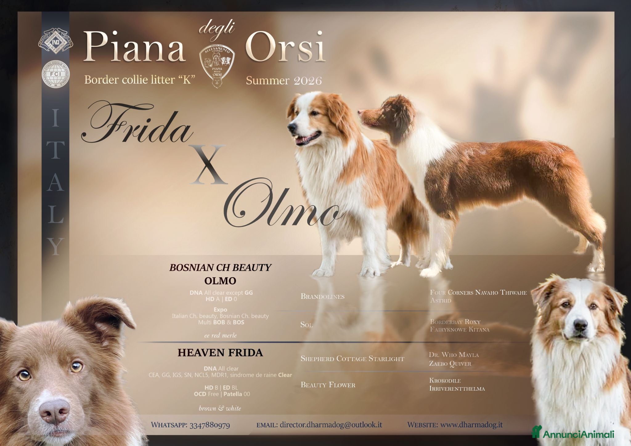 Border Collie cani Border collie 2026 - Annuncio 4