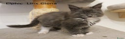 Maine Coon gatti in vendita: Fantastici cuccioli di Maine Coon disponibili - Annuncio 2