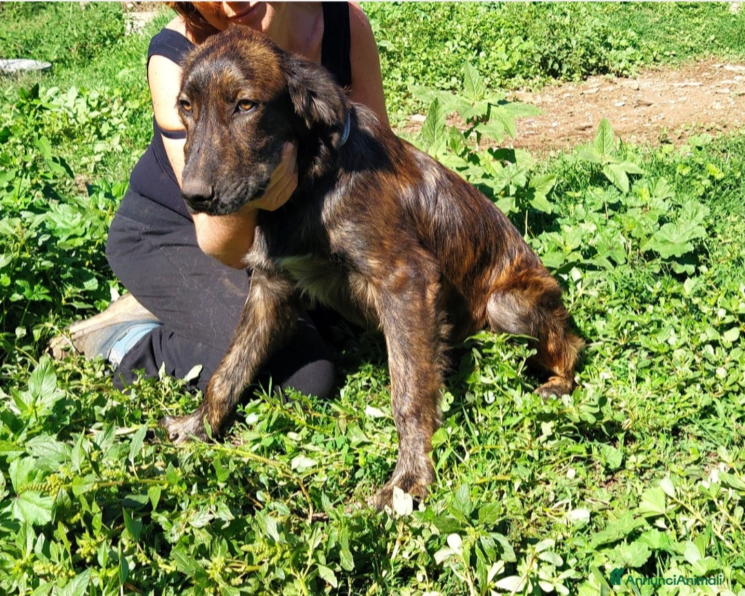 Meticcio cani in regalo: Fantastico fred a Roma - Annuncio 1