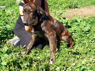 Meticcio cani Fantastico fred a Roma - Annuncio 1
