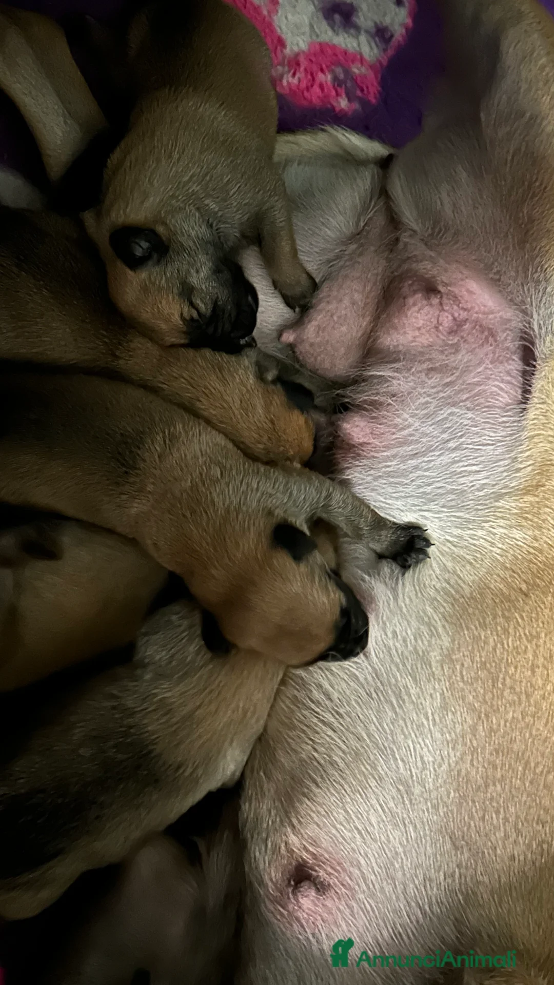 Pastore Belga cani in vendita: Cuccioli pastore belga Malinois  - Annuncio 1