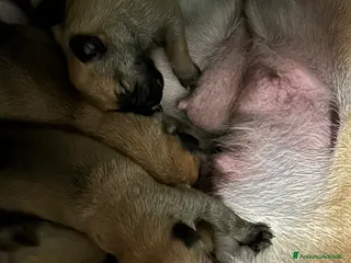 Pastore Belga cani Cuccioli pastore belga Malinois - Annuncio 3