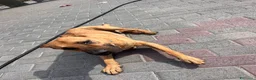 Meticcio cani in regalo: SONO ARGO CERCO CASA - Annuncio 4