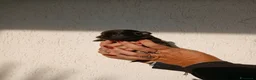 Chihuahua cani in vendita: Cuccioli di chihuahua toy  - Annuncio 7