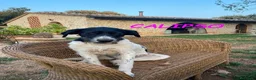 Meticcio cani in regalo: TETI e CALIPSO sorelline cercano casa - Annuncio 2