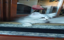 Norvegese gatti in vendita: Gattini mix norvegesi delle foreste e persiano  a Provincia di Novara - Immagine 5