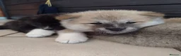 Akita Inu cani in vendita: Cuccioli Akita - Annuncio 2