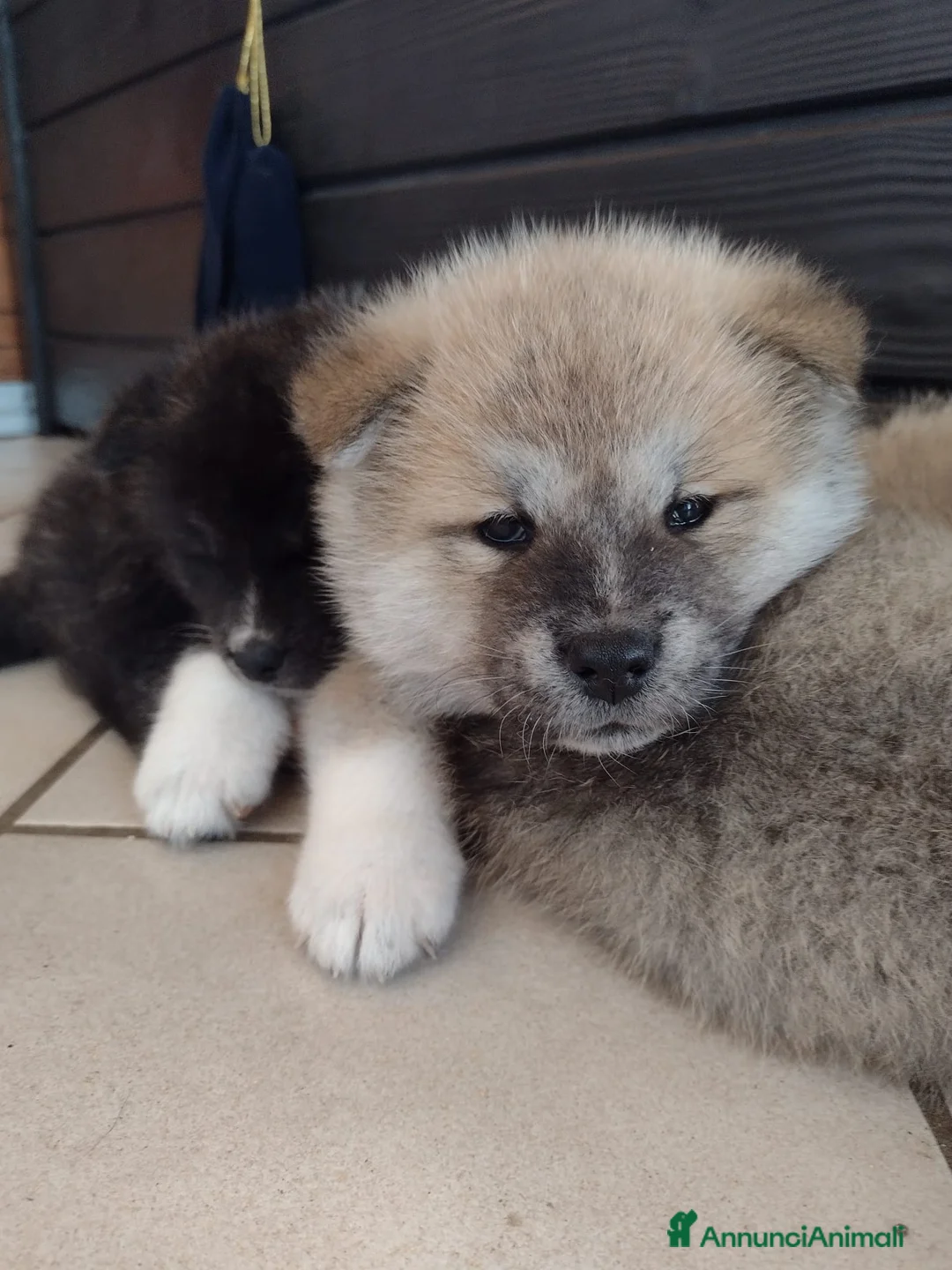 Akita Inu cani in vendita: Cuccioli Akita - Annuncio 2
